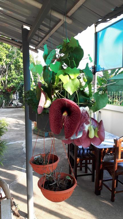 Hom Baan Chiang Mai Hotel Екстериор снимка